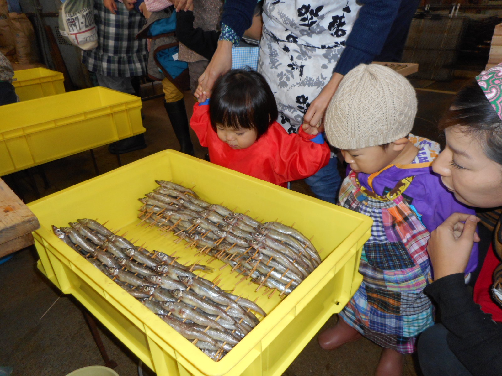 加工場で作業員が串刺し用の小魚を並べる様子を親子連れが見学している写真