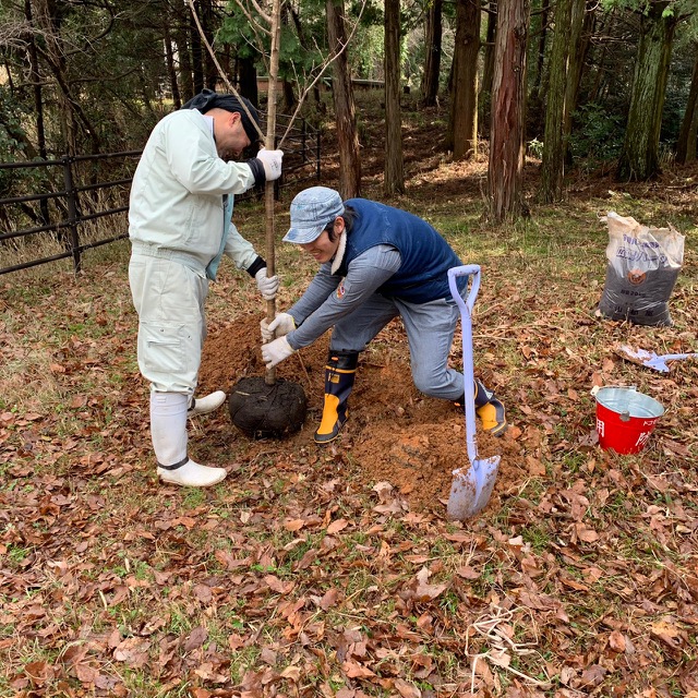 男性2人が桜の木を持って地面にあけたくぼみに入れている画像