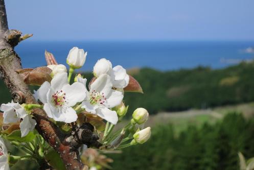 梨の花
