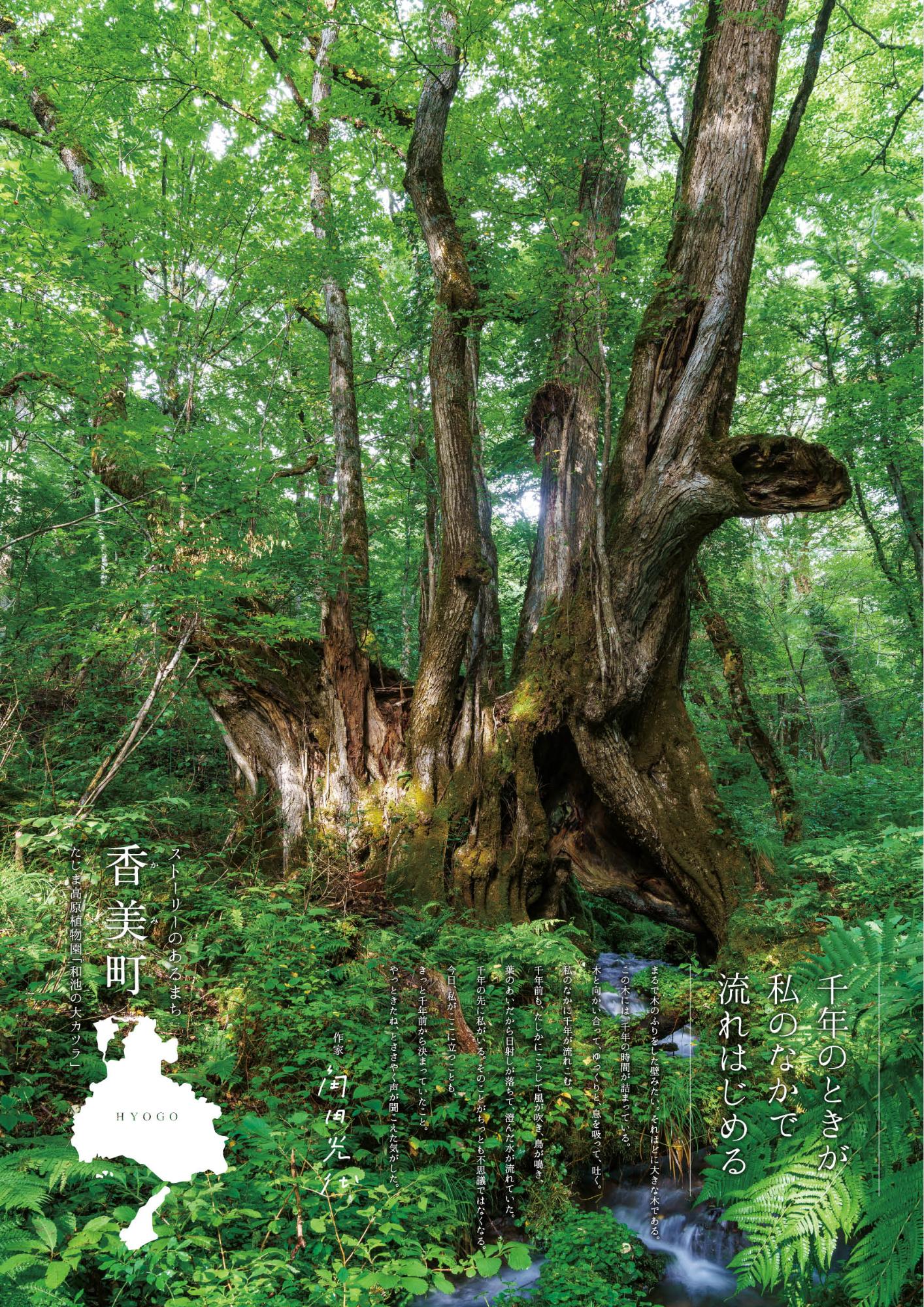 たじま高原植物園「和池の大カツラ」のポスター