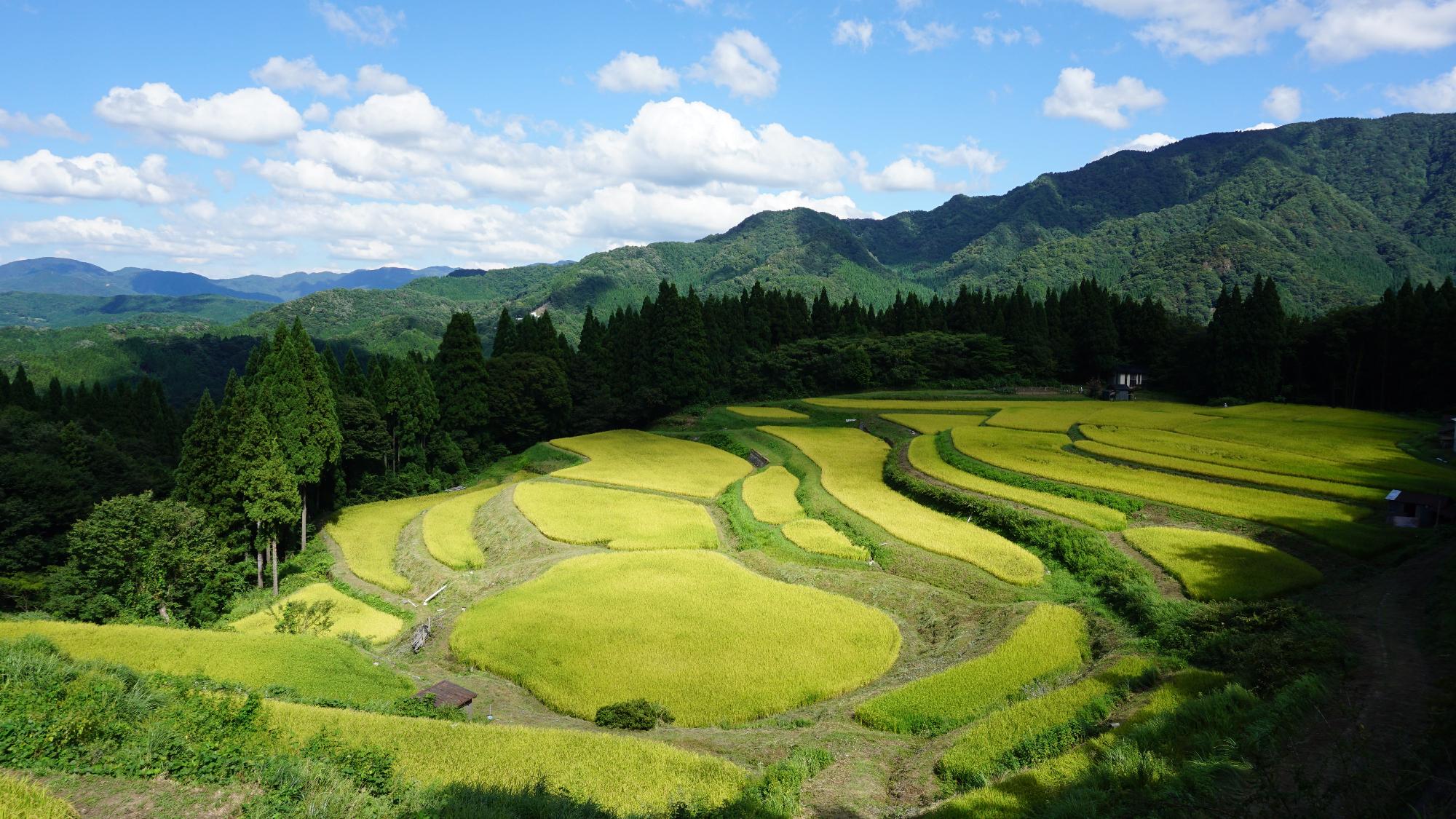 山あいにある棚田の写真