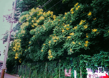 道の脇に黄色い花の付いた木が生い茂っている写真