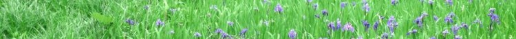 緑の草原の中から顔を覗かせるたくさんの紫色の花の写真