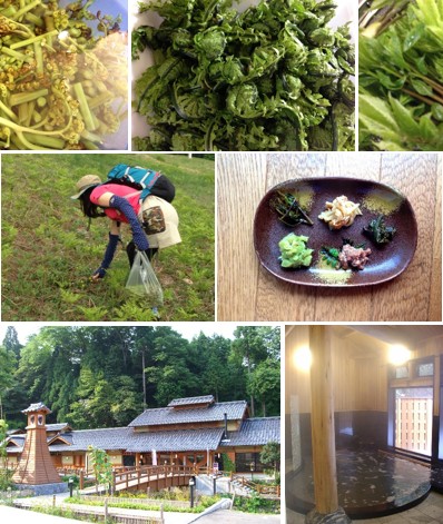 山菜の写真や旅館の写真などが7枚並んでいる写真