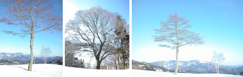 雪原に立っている木の写真が3枚並んでいる写真