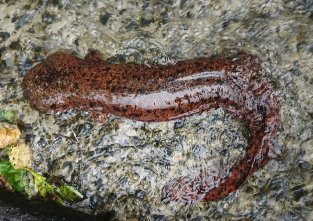 浅い水辺の石の上にいる赤茶色の生き物の写真