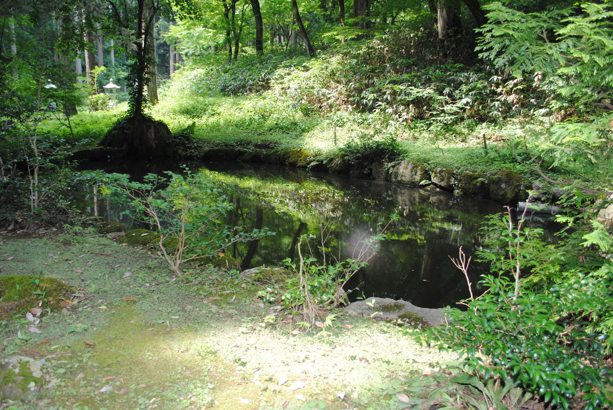 森林の道に隣り合う池の写真