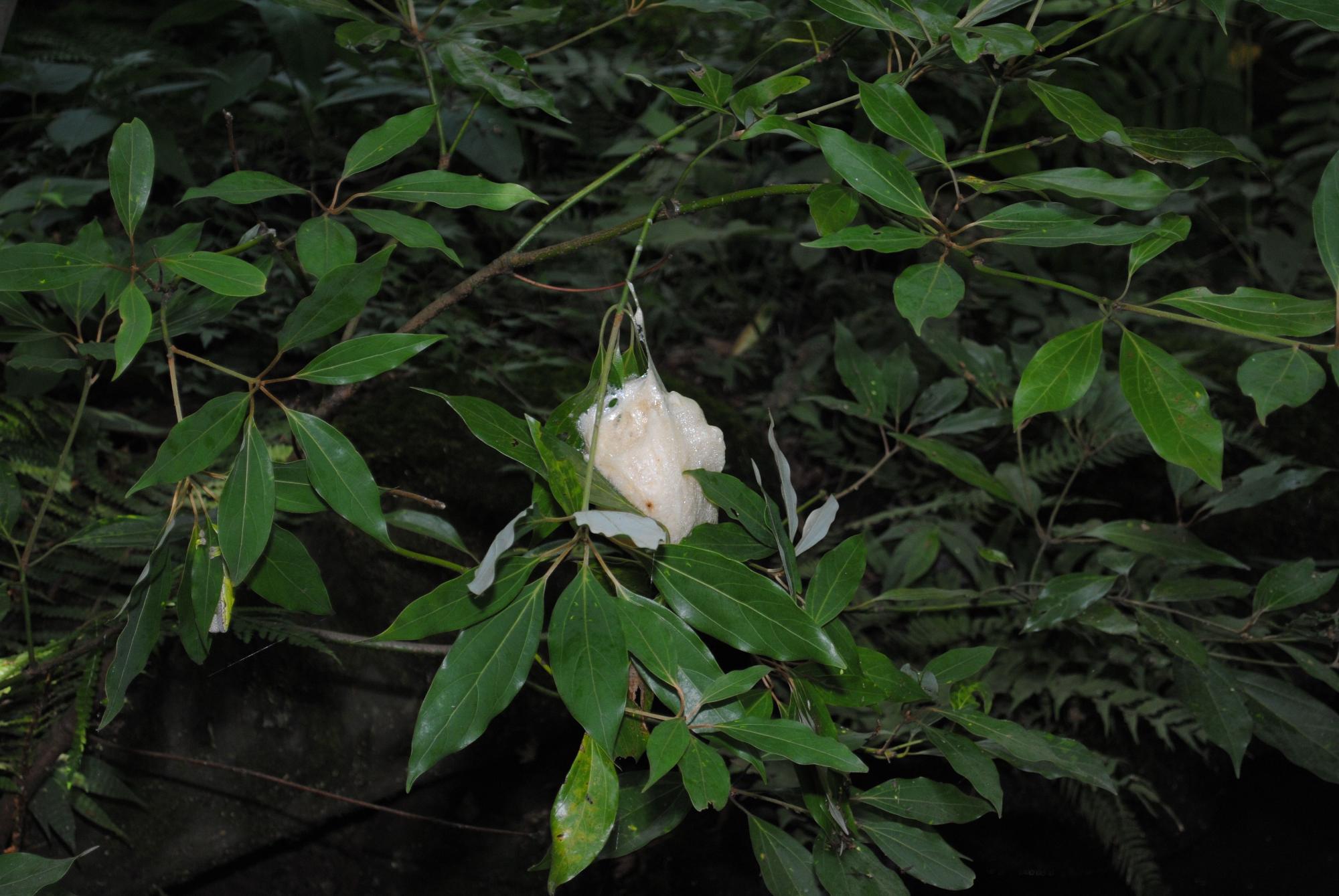 葉っぱにくっついている白い塊の写真