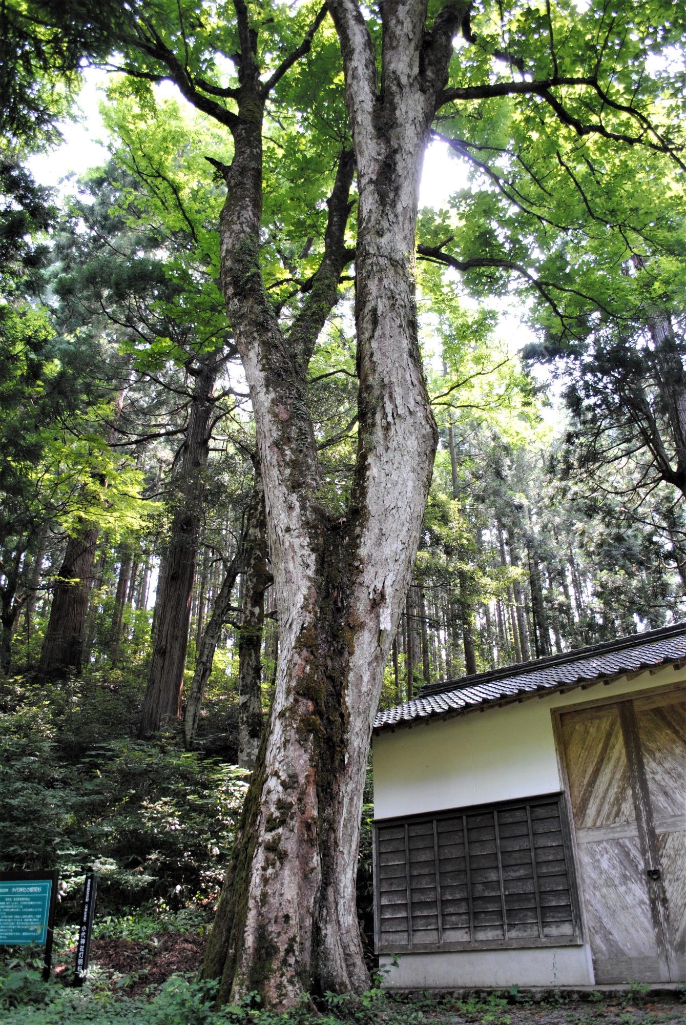 木々が立ち並ぶ山中の小屋の隣に立つ、白い幹を上に長く伸ばし葉をつけている巨木の写真