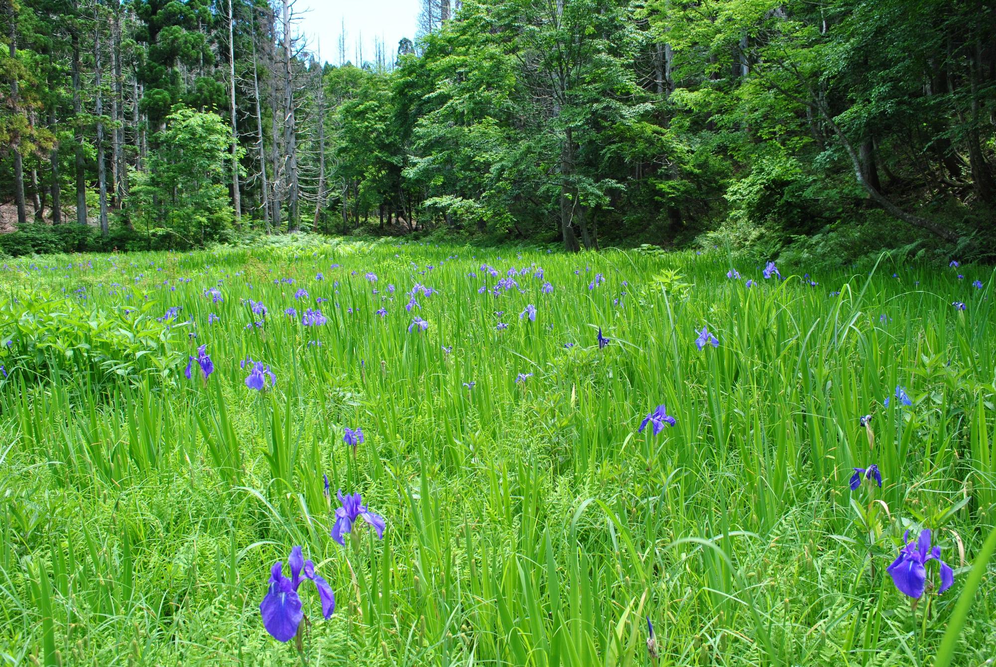 紫色の花が咲く草地の写真