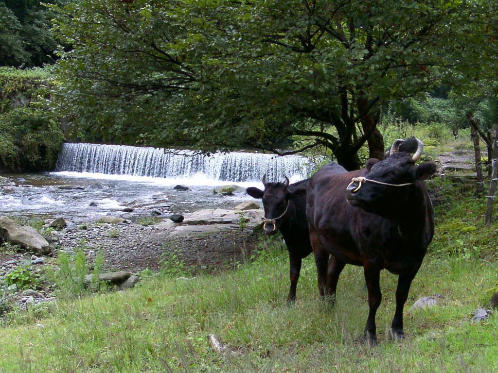 黒1色の牛2頭が川の横を歩いている写真