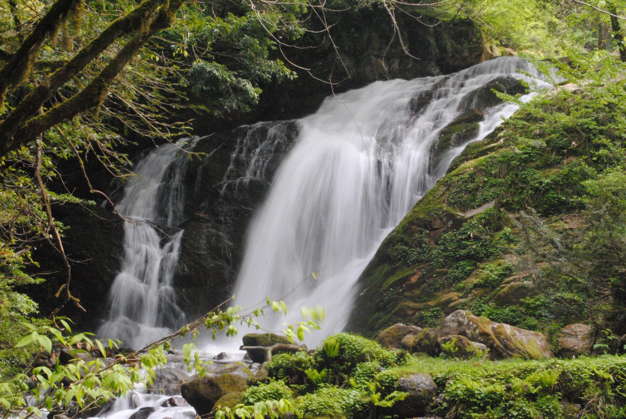 森の中を流れる滝の写真
