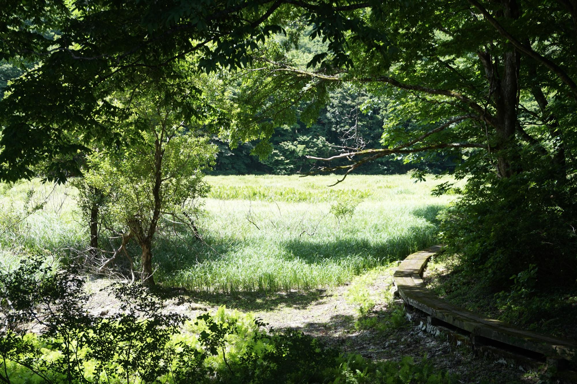 遊歩道が設置された湿原の写真