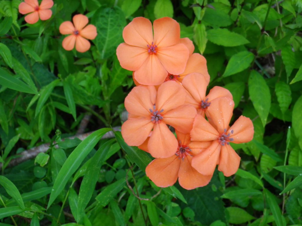 薄い赤色をした花が咲いている写真