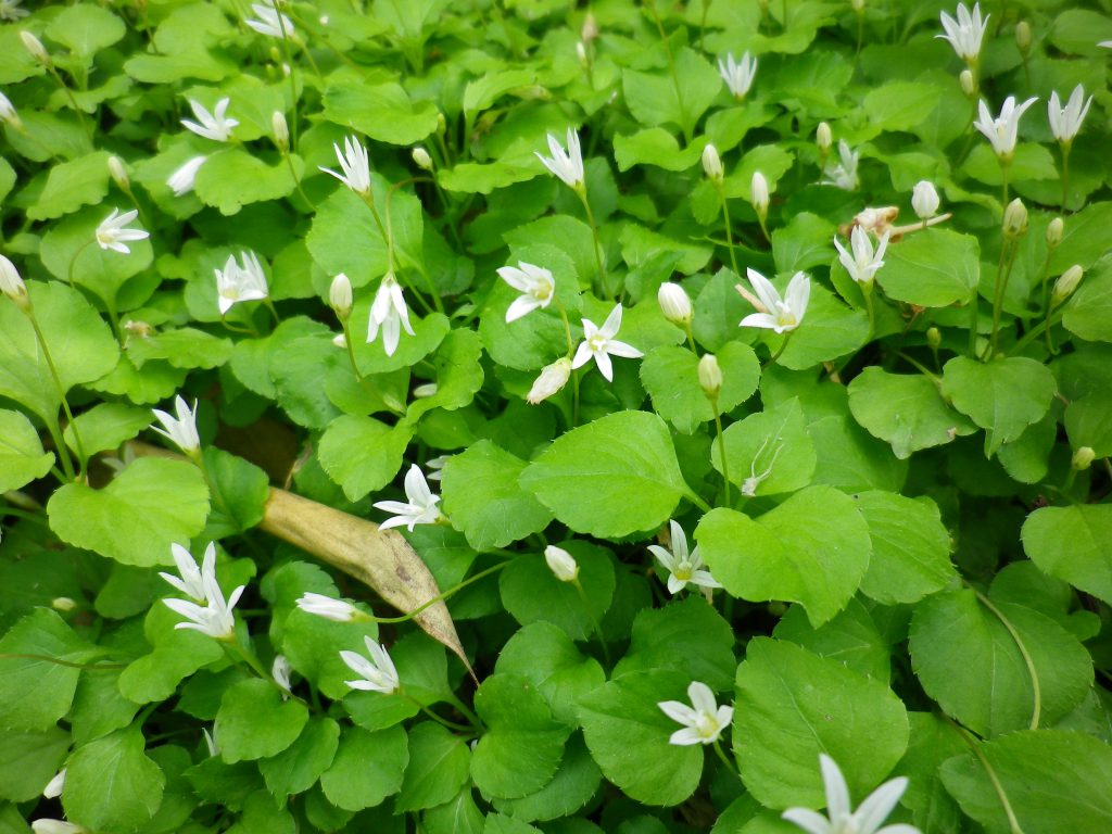 白くて小さい花が集まって咲いている写真