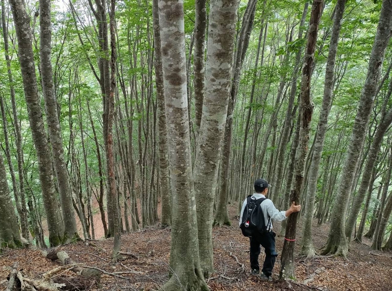 気に触りながら山林を下る人の写真