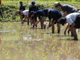 田んぼの中で体操服の生徒たちがしゃがんで作業をしている体験学習の様子の写真