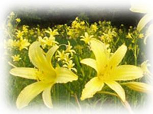 一面に黄色いユリの花が咲いている野原の写真