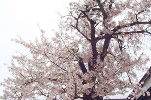 満開に咲いている桜の写真