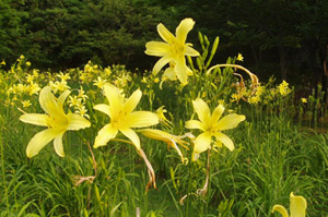 7月ごろに咲くユウスゲという黄色い花の写真