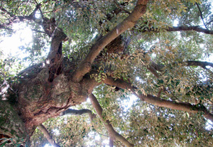 海岸沿いに多く自生しているシイの木の写真