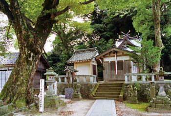 沖野神社の大ケヤキ