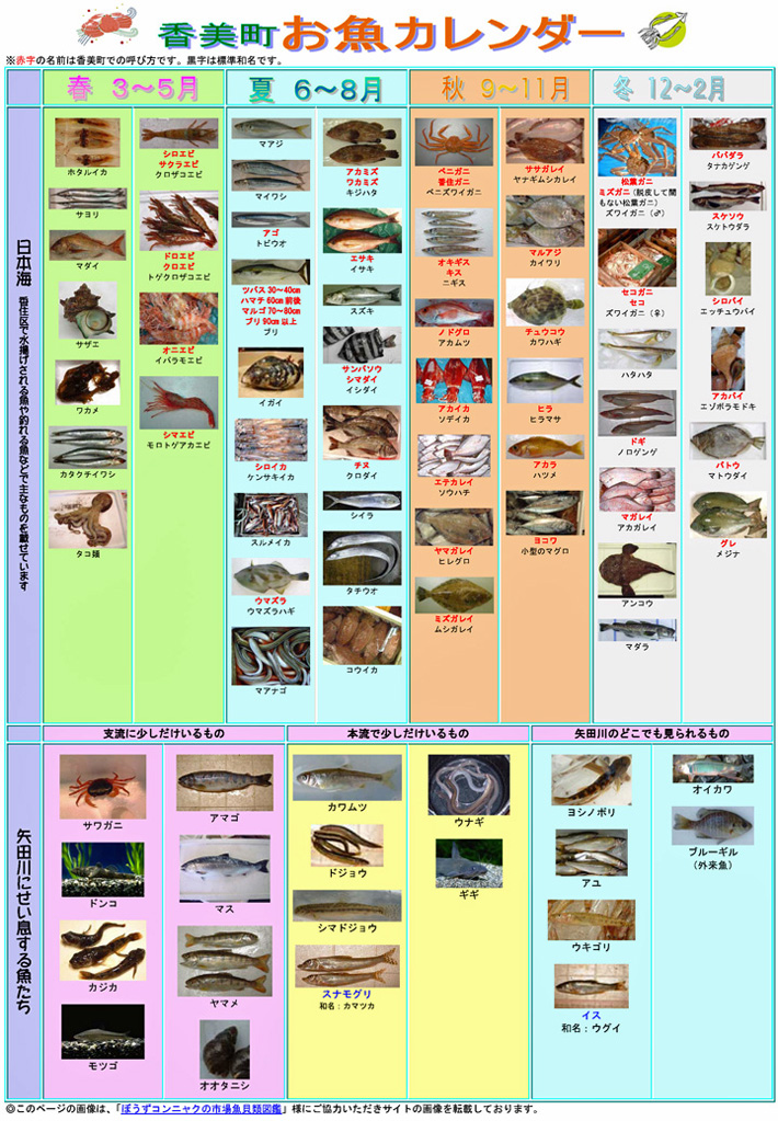 魚介類がたくさん掲載されている香美町お魚カレンダーの写真