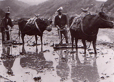 牛を使って田畑を代掻きしている写真