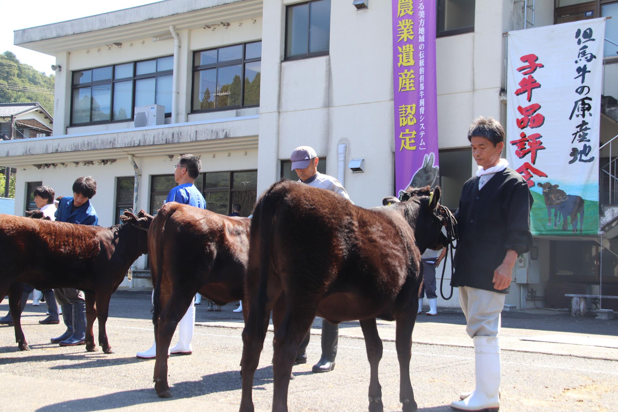 複数の男性と手綱に繋がれた複数の牛が並んでいる写真