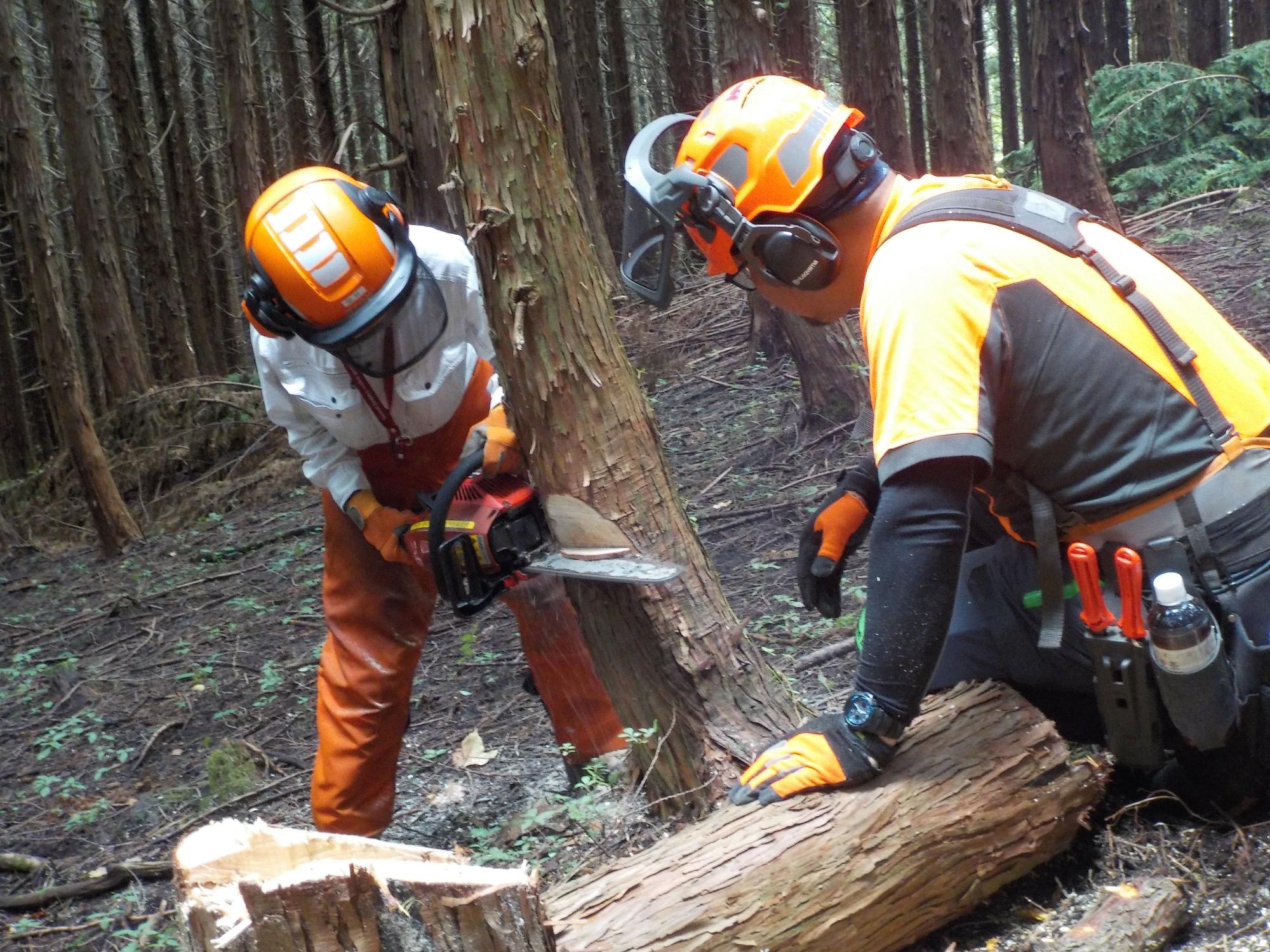 ヘルメットを着用した2人の男性がチェーンソーで伐倒作業をしている写真