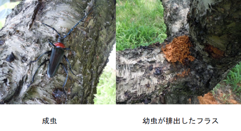 クビアカツヤカミキリの成虫と木くずと幼虫の糞が混ざったもの