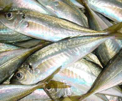 マアジがたくさん置かれている写真