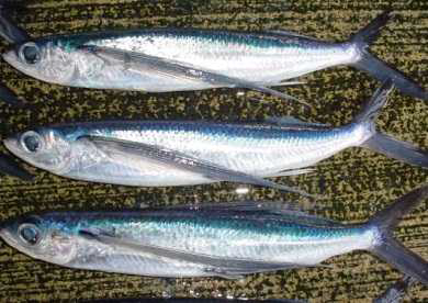 皿の上にトビウオが3匹置かれている写真