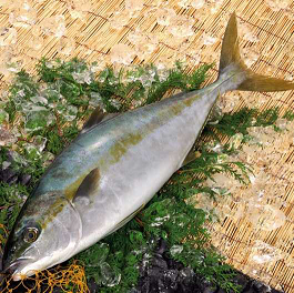 ざるの上に氷とハマチが置かれている写真