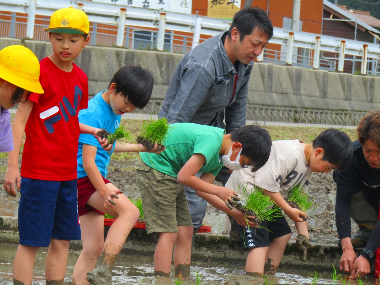 外で児童たちが田植えを行っている様子の写真