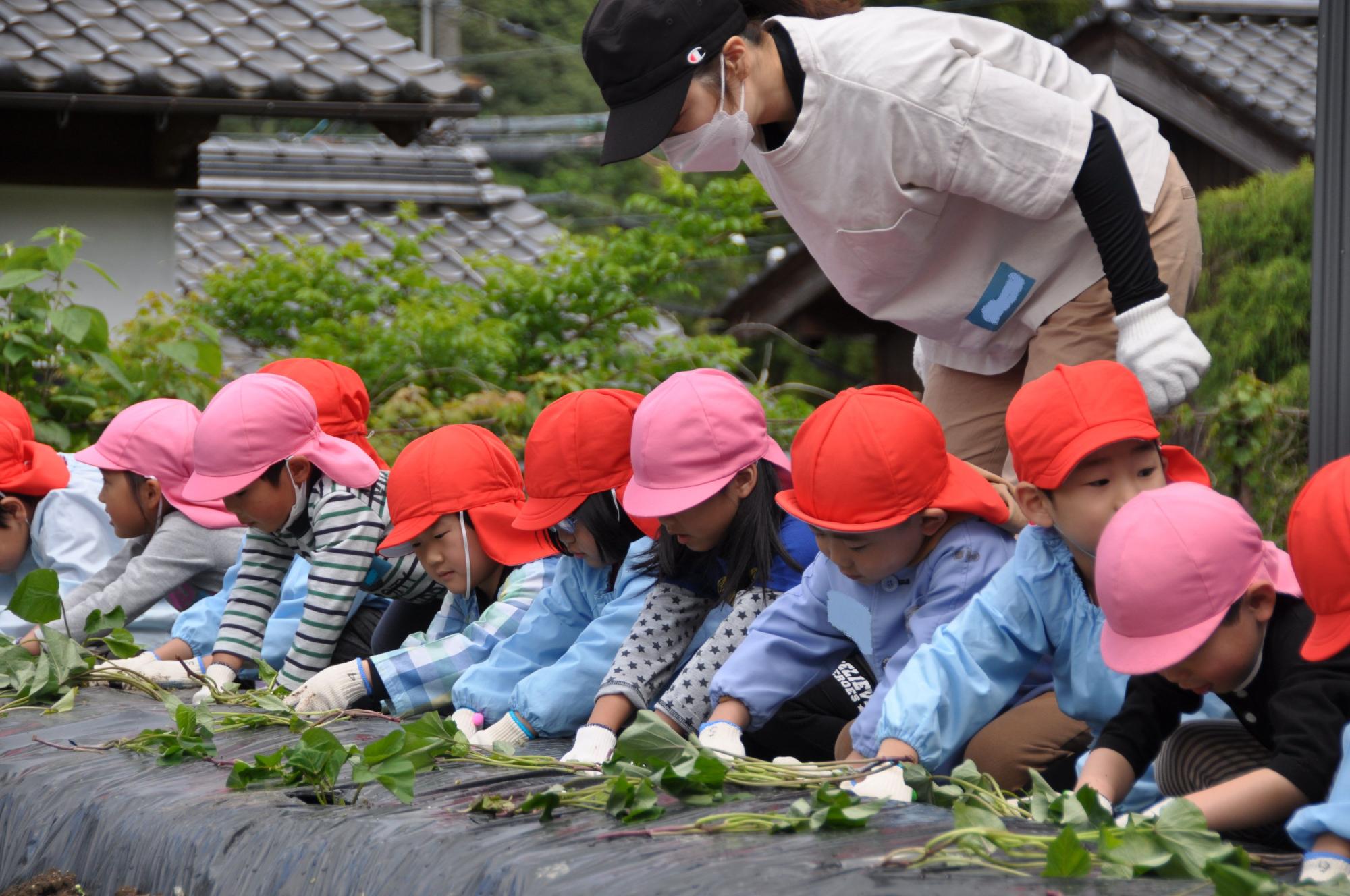 外で児童たちが苗植えを行っている様子の写真