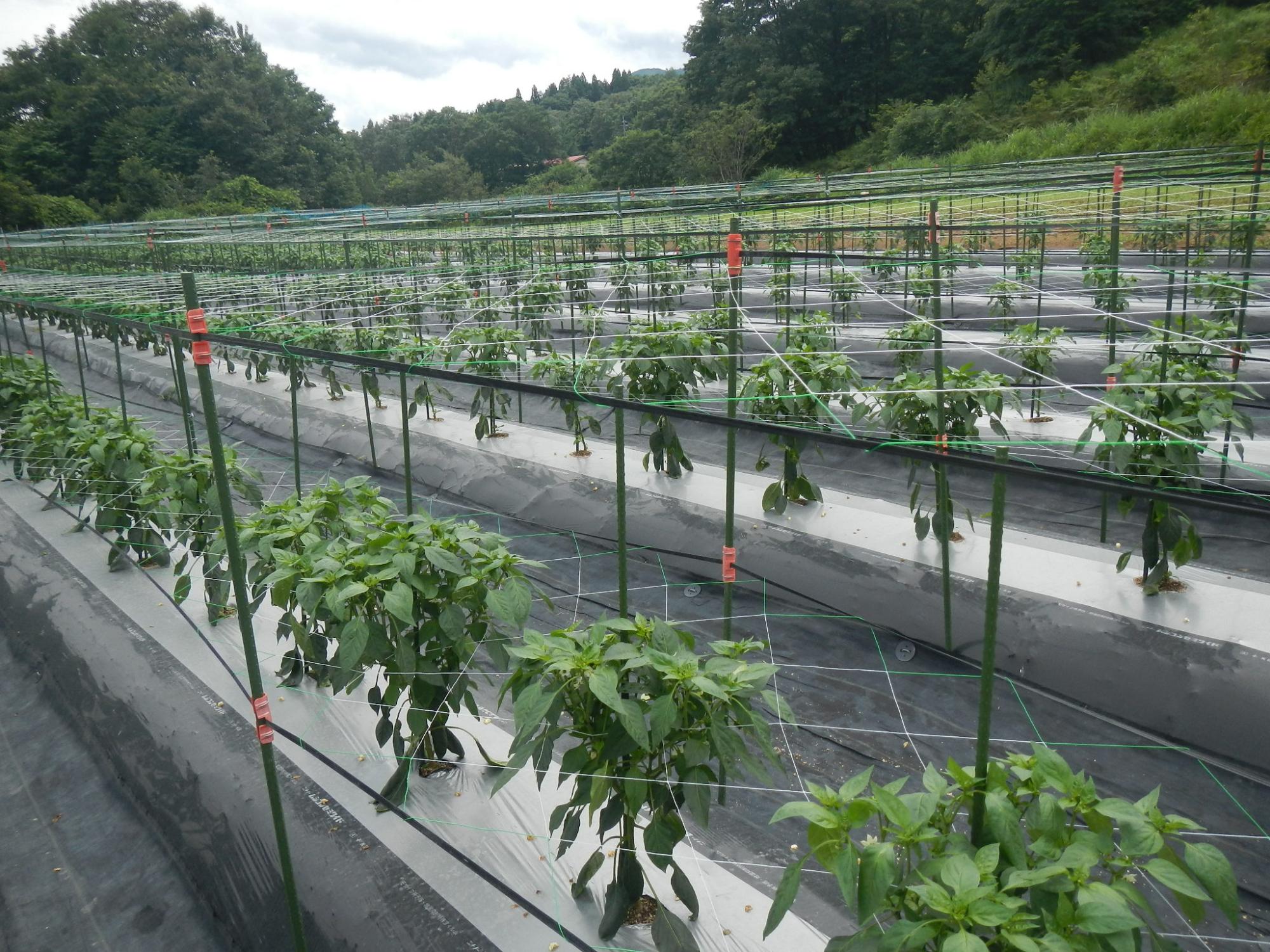 雲がある空の下作物が栽培されている写真