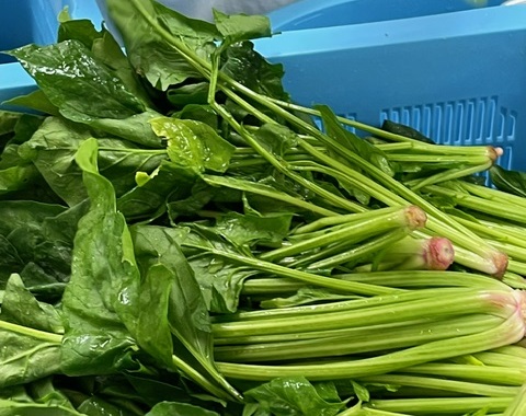 プラスチックの青い箱に入れられたたくさんのほうれん草の写真