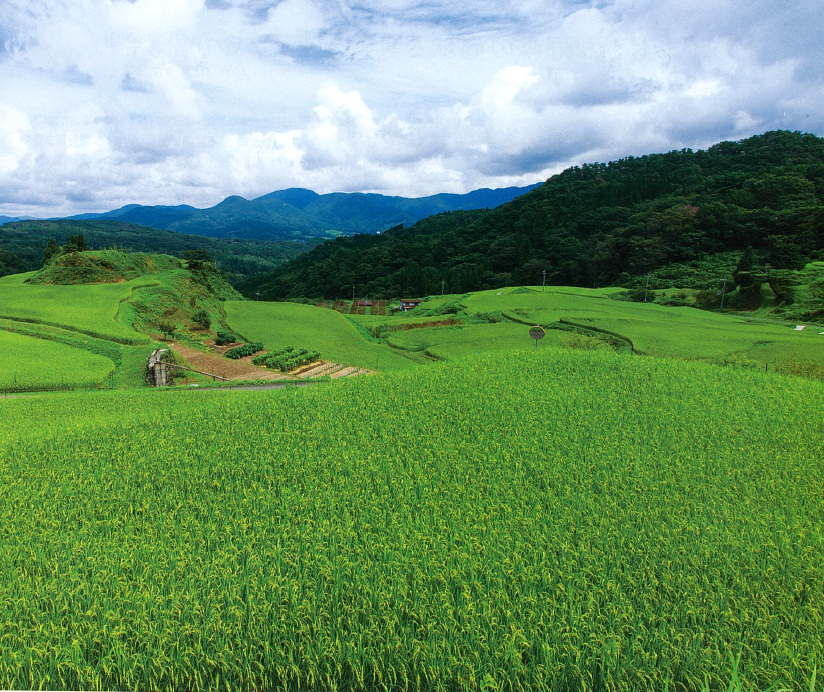 雲がある空の下黄緑色の芝生と遠くに緑色の山が見える写真