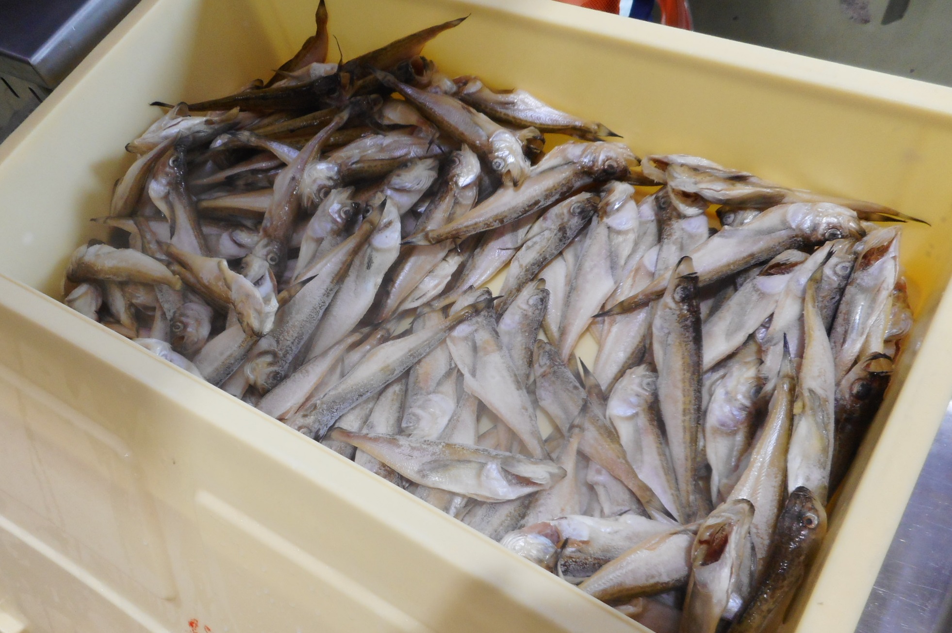 プラスチックの肌色の箱に入れられたたくさんの魚の写真