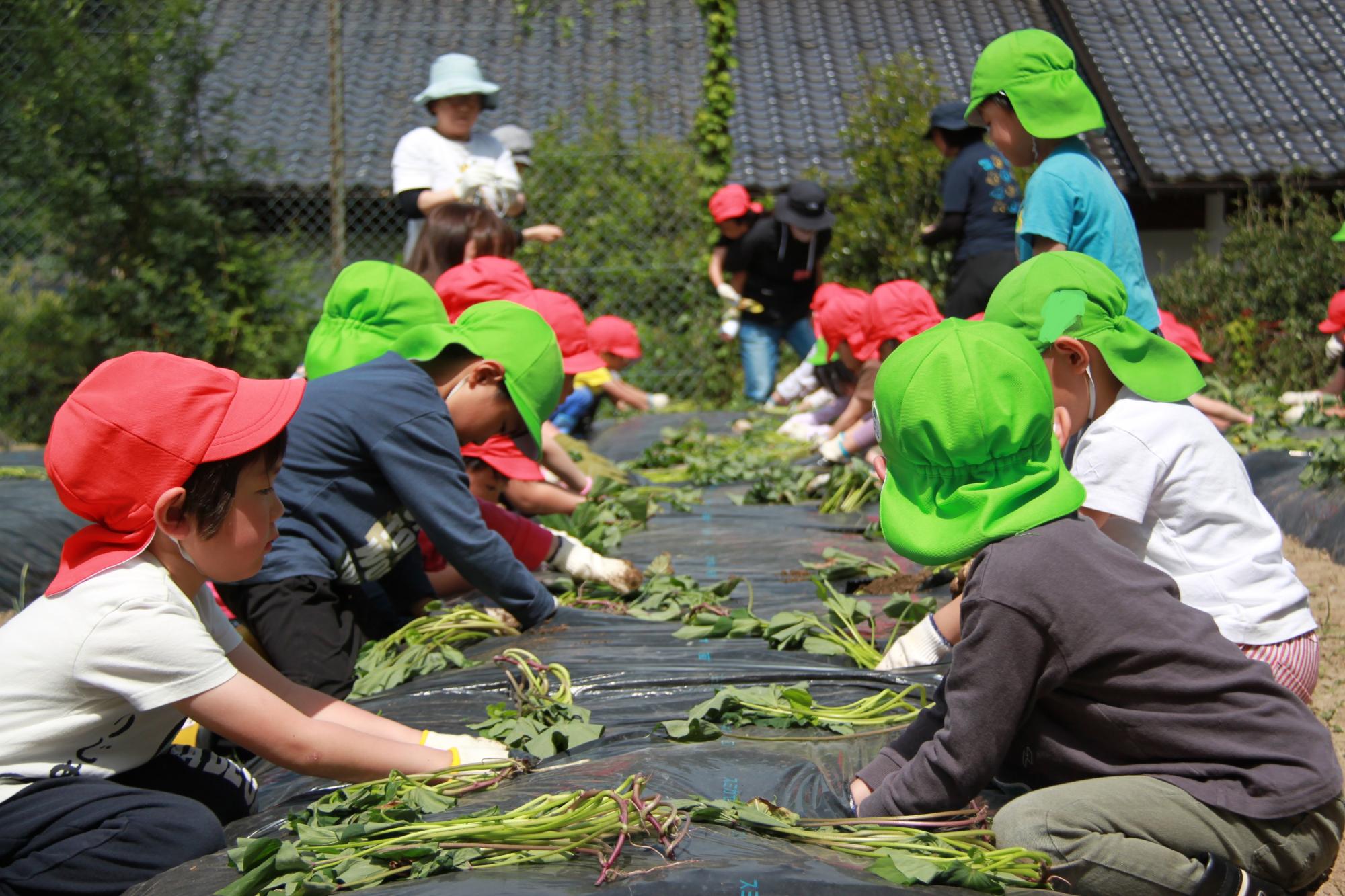 さつまいも畑で園児たちがさつまいもの苗植えをしている様子の写真