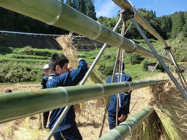 生徒たちが稲刈りを体験している様子の写真