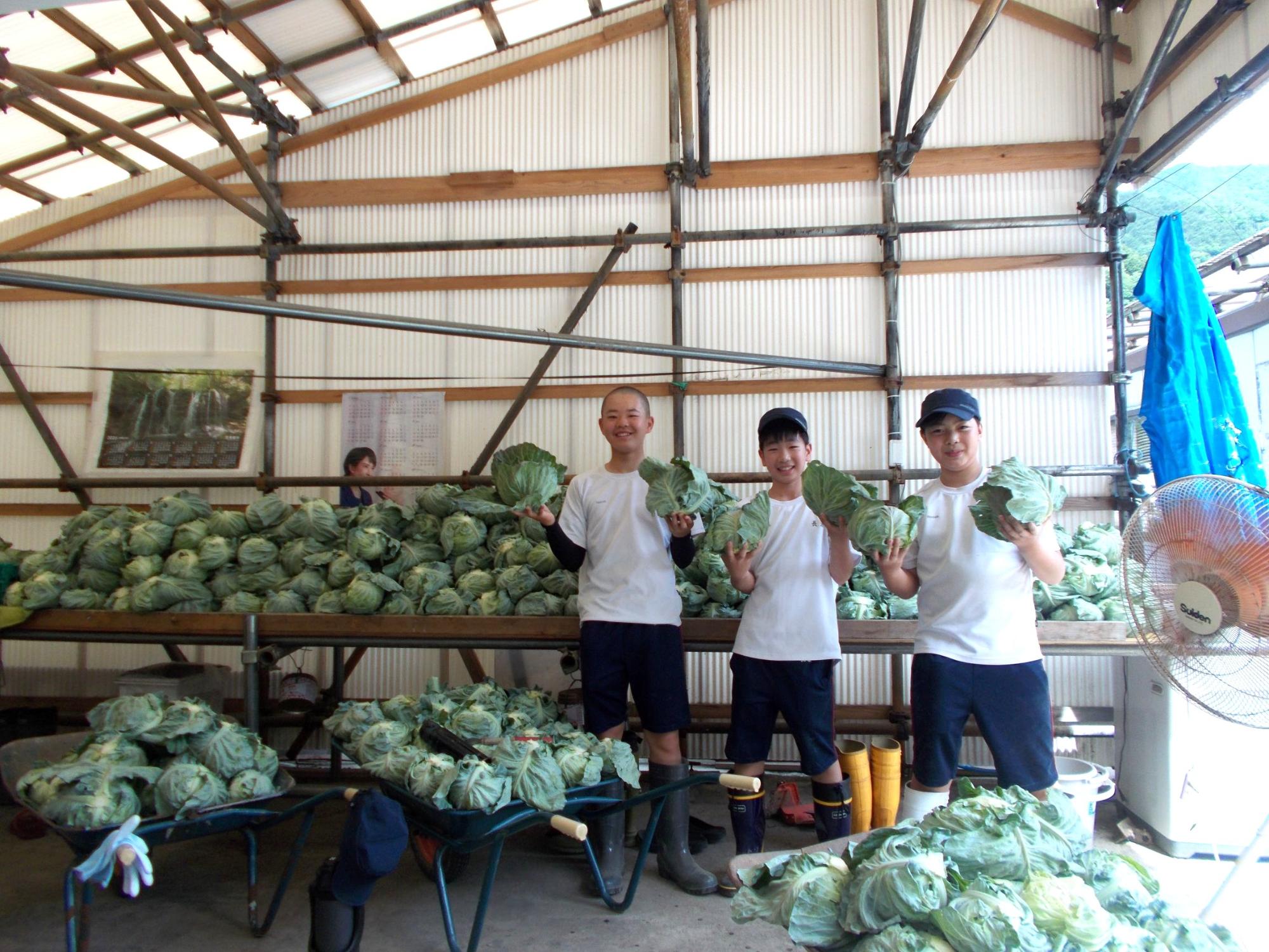 野菜の収穫