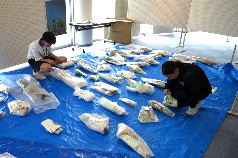 展示物の剥製の整理