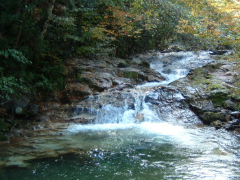 自然豊かな森の中を流れている渓流の写真