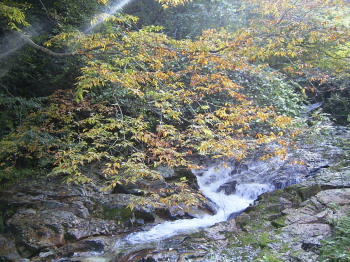 森の中にある岩場を流れている川の写真