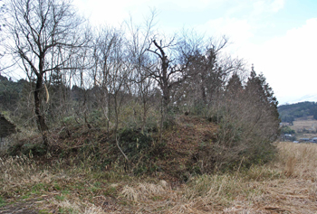 草むらに生えている葉のない木の写真