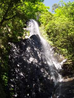 木漏れ日の射す森の中を流れる滝の写真