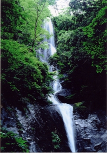 青々とした木々の間を流れる滝の写真