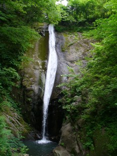 森の中にある苔むした崖を流れる細くて長い滝の写真